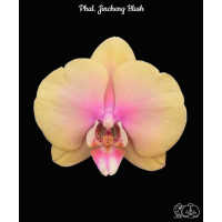 Phal. Jincheng Blush 