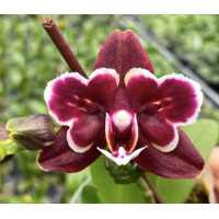 Phal. Blood Mary метелик