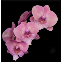 Phal. Beauty big lip