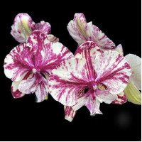Phal. Chocolate Marble Bread big lip 