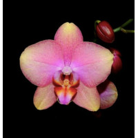 Phal. Rosetta