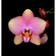 Phal. Rosetta