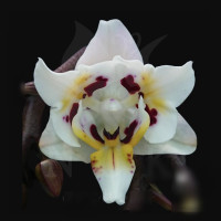 Phal. 4508 3 lips