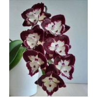 Phal. Champion Dharma big lip