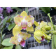 Phal. Swan Tango бабочка