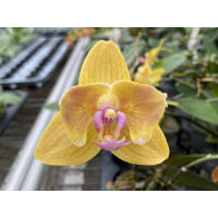 Phal. Lianher Lucky Cat бабочка