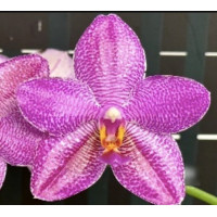 Phal. 75217