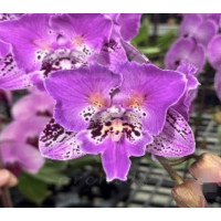 Phal. Opera big lip метелик