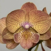 Phal. 164 big lip