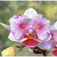 Phal. Sweet Spring бабочка