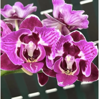 Phal. Black Dream метелик 