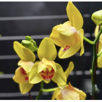 Phal. Abel peloric 1,7