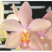 Phal. S.P.B. Sunny х Stuartiana Yellow