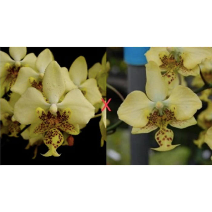 Фаленопсис Стюартина Нобилис (Stuartiana var. Nobilis × sib)