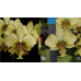 Фаленопсис Стюартина Нобилис (Stuartiana var. Nobilis × sib)