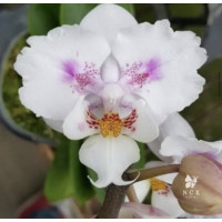 Phal. Hsinying Little Knight Trinitiy бабочка