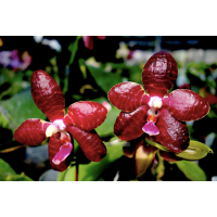 Phal. Red Jaguar Red Cornelian