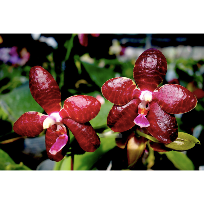 Фаленопсис Ред Ягуар Ред Корнелиан (Red Jaguar Red Cornelian)