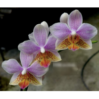 Phal. I-Hsin Golden Tangerine Ice x Stuartiana №2