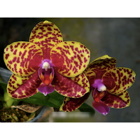 Phal. Salu Peoker x Hawaii Dragon Girl №1