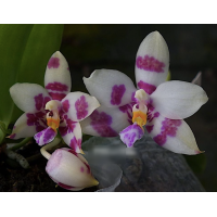 Phal. Gelblieber x I-Hsin Spot Eagle №2