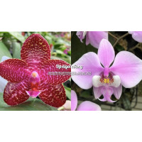Phal. Mituo Gigan Dragon Mituo 1 x Schilleriana