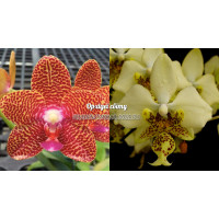 Phal. Joy Auckland beauty x Stuartiana Yellow