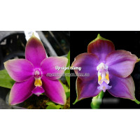 Phal. Lds Bellina Eagle Mituo Red 2 x Mituo Blue Smurfs POM