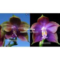 Phal.  Mituo Smurfette 