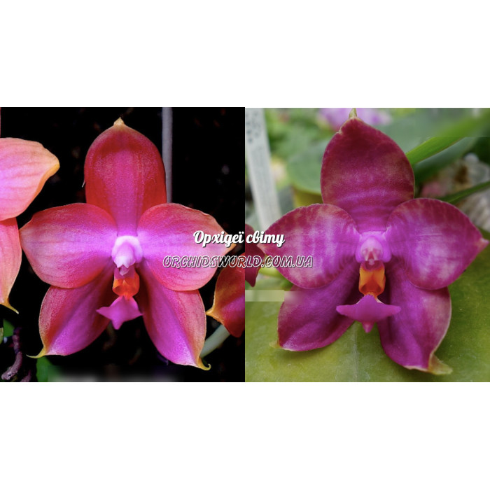 Фаленопсис (Mituo Gelb Eagle Rainbow x Miro Super Star)