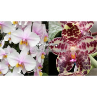 Phal. Philishill x Gigantea