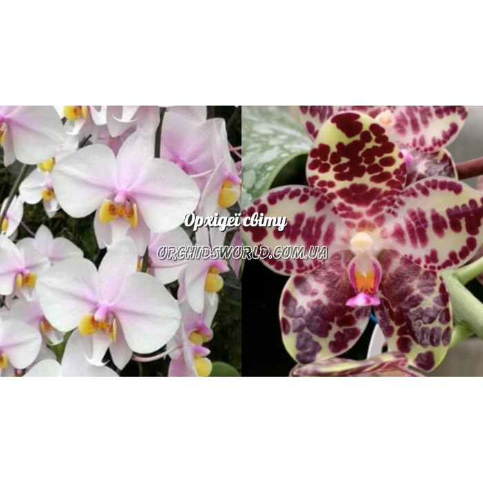 Фаленопсис (Philishill x Gigantea)