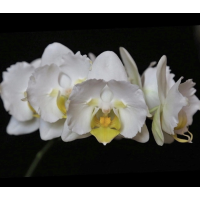 Phal. I-Hsin Snow Ball метелик