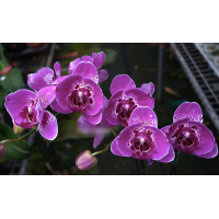 Phal. OX1532 метелик 
