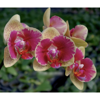 Phal. I-Hsin Red Jujube метелик 