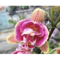 Phal. I-Hsin Purple Girl Peony 1,7