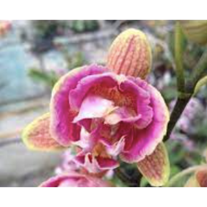 Фаленопсис (I-Hsin purple girl peony 1,7)