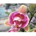 Фаленопсис (I-Hsin purple girl peony 1,7)