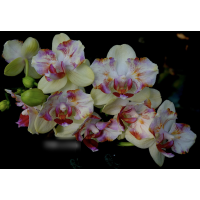 Phal. I-Hsin colorful runner метелик