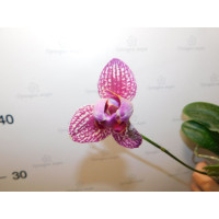 Phal. I-Hsin Cherry Bomb 2 peloric