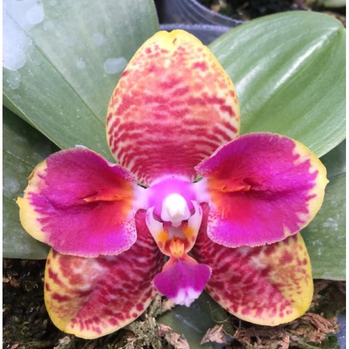 Фаленопсис Оркид Ворлд ЕС-1 (Orchid World ES-1 бабочка)