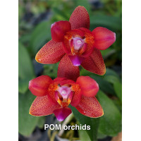 Phal. Tying Shin Cupid 3 lips