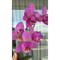 Phal. Violet Thunder Pink peloric Phal. Violet Thunder Pink peloric