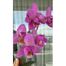 Phal. Violet Thunder Pink peloric