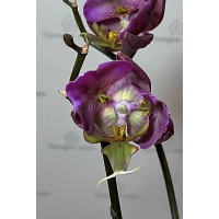 Phal. Violet Thunder Pink 3 lips Phal. Violet Thunder Pink 3 lips