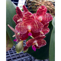 Phal. Ohl Flame 3,5