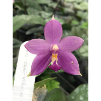 Phal. (Violacea indigo × Cornu-cervi) x Violacea indigo