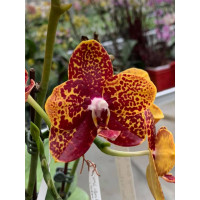 Phal. Chienlung Black Parrot 1,7