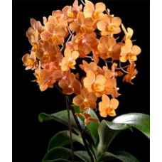 Asc. Irene Dobkin Orange
