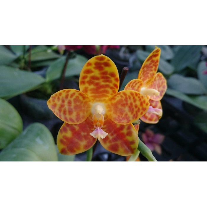 Фаленопсис ((Gigantea x Mituo Coral Mambonosa) M #2)